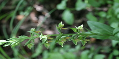 Habenaria virens